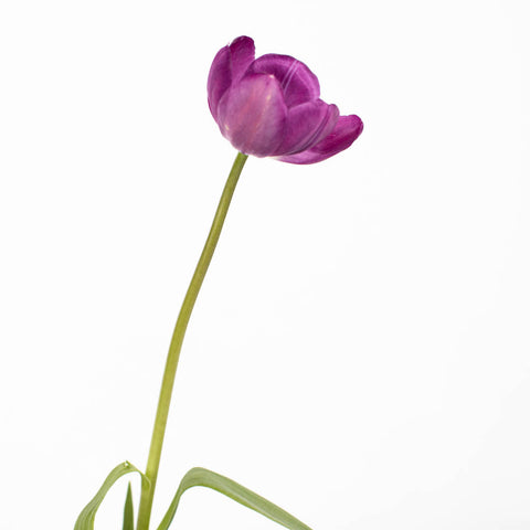 Purple Tulip Flower Stem