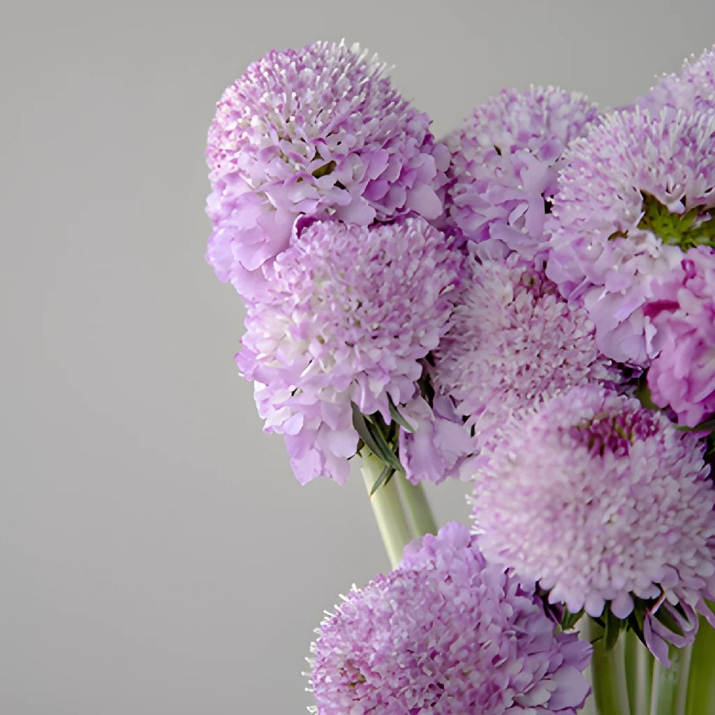 Soft Lavender Purple Scabiosa Flower