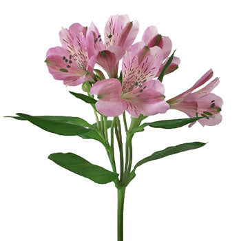 Stratus Pinky Lavender alstroemeria Wholesale Flower Stem