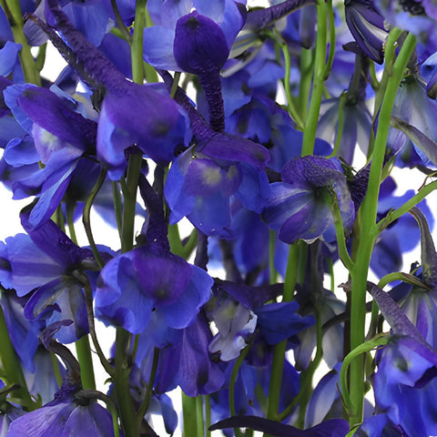 Volkenfrieden Dark Blue Delphinium Wholesale Flower Up close