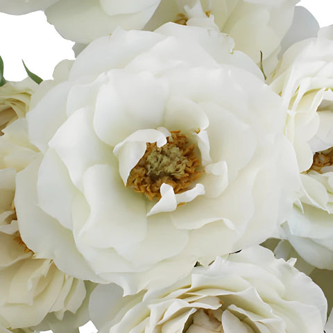 White Cloud Garden Roses up close