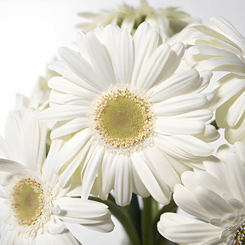 Bone white mini gerbera daisy DIY wedding flowers