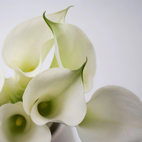 White Mini Calla Lily Flower Up Close