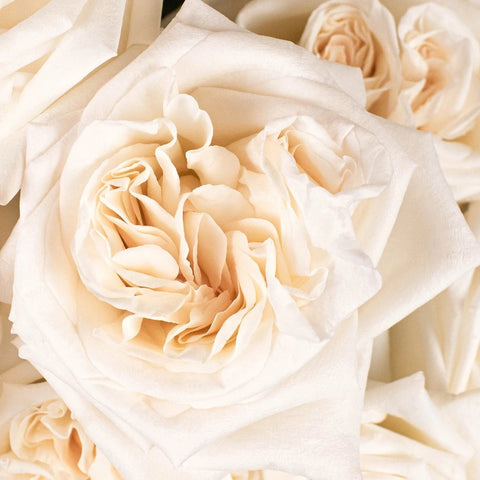Creamy White Ohara Garden Roses Up Close
