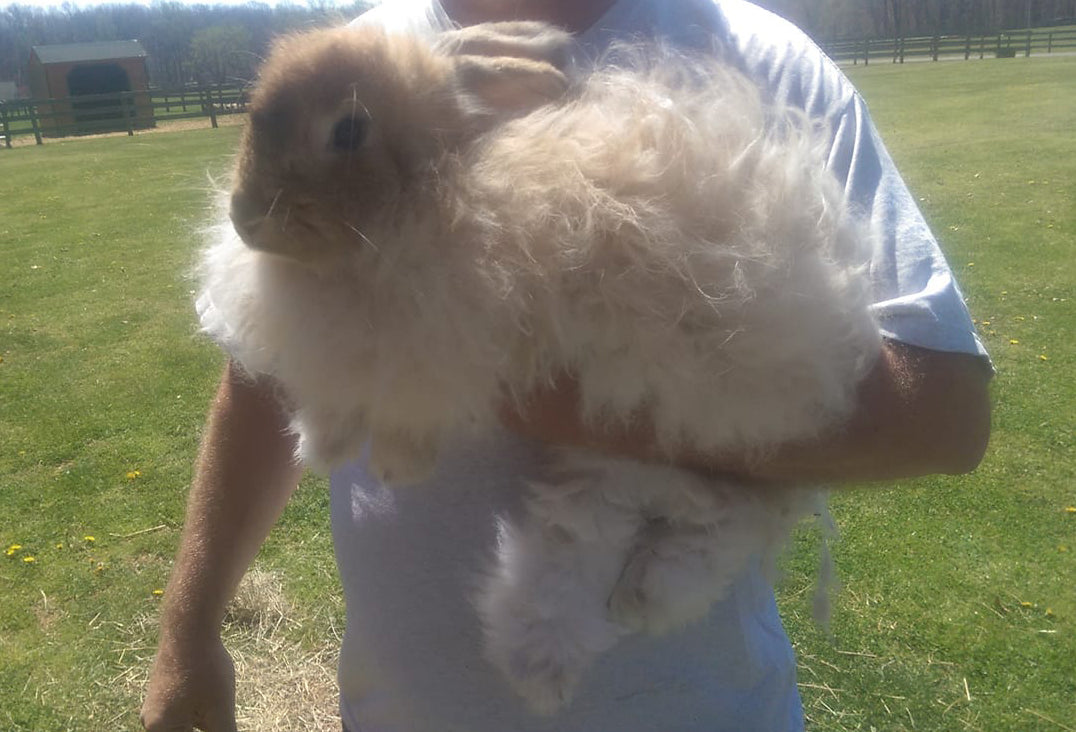 1lb Angora Rabbit combed top White SPECIAL ORDER