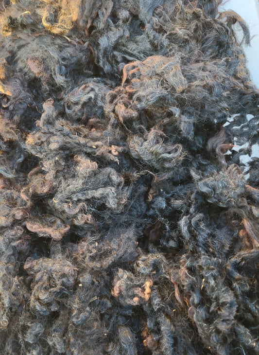 Lincoln longwool local USA raw lamb fleece reduced five pound natural