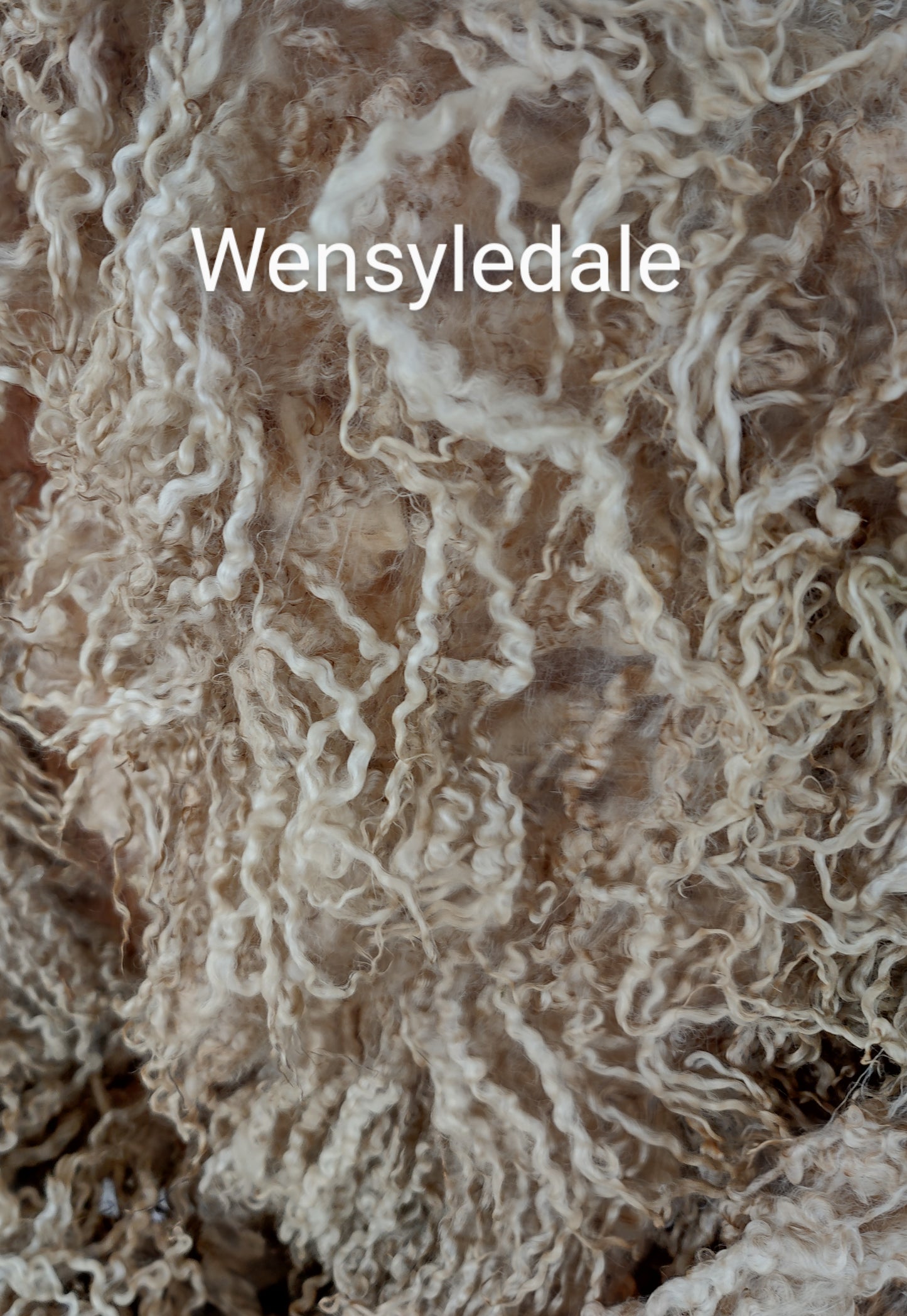 Big full wensyledale 1st clip raw fleece incredible long locks 5 lbs
