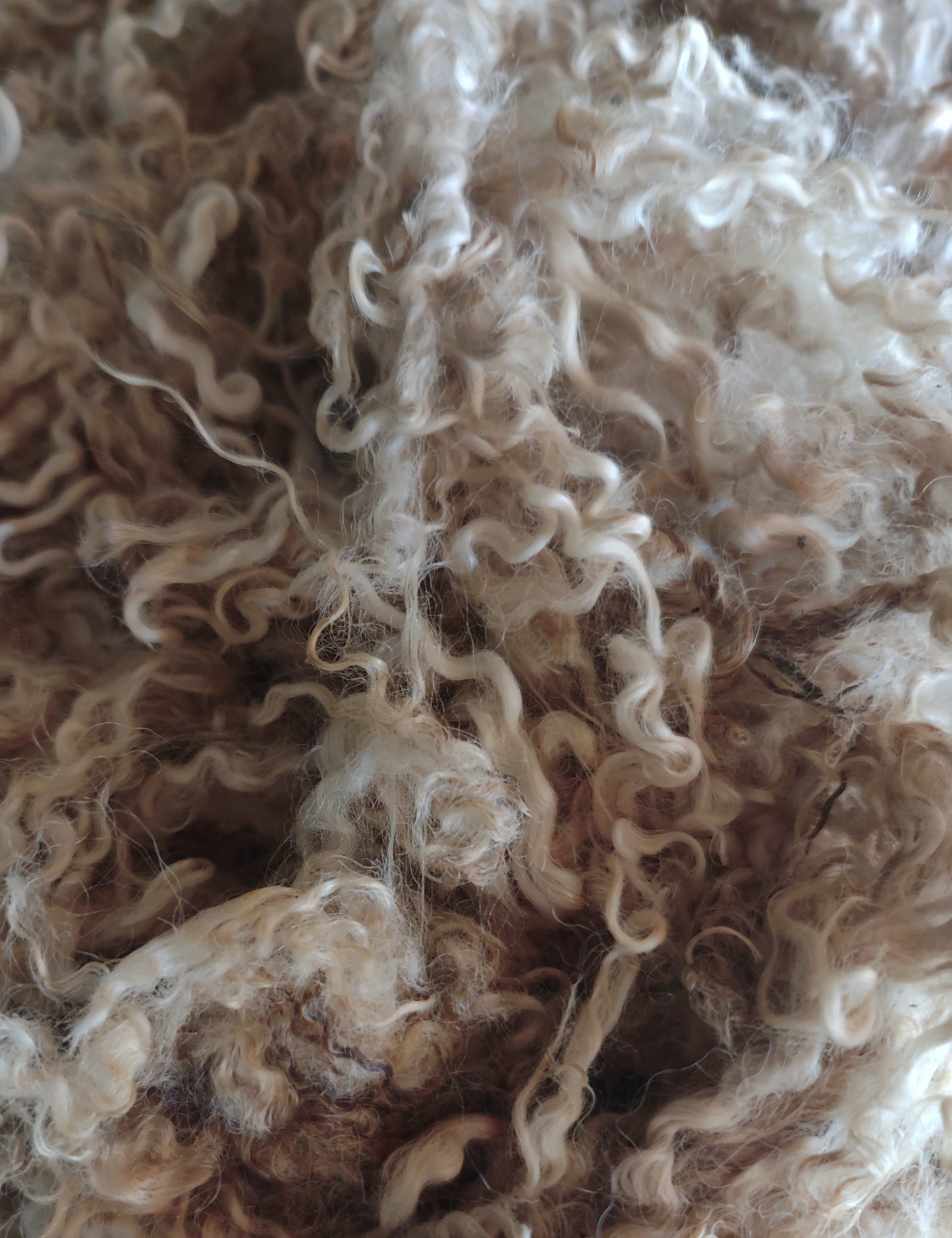 Gorgeous wensyledale prime locks fabulous for dyeing felting spinning young ewes raw per lb