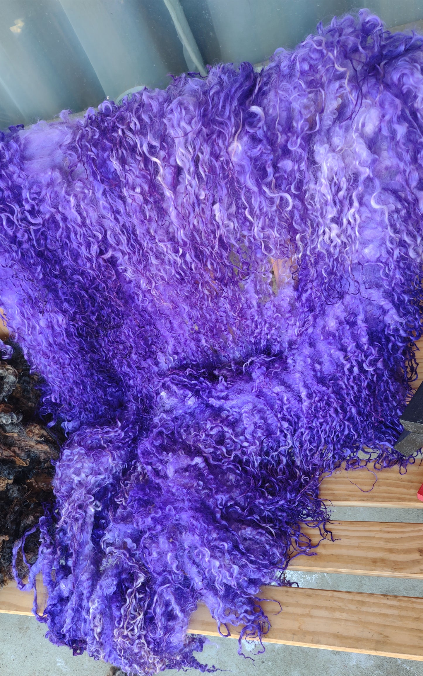 Beautiful lilac wisteria dyed 2 lb semi felted on bavk 1st clip Teeswater great for pulling locks