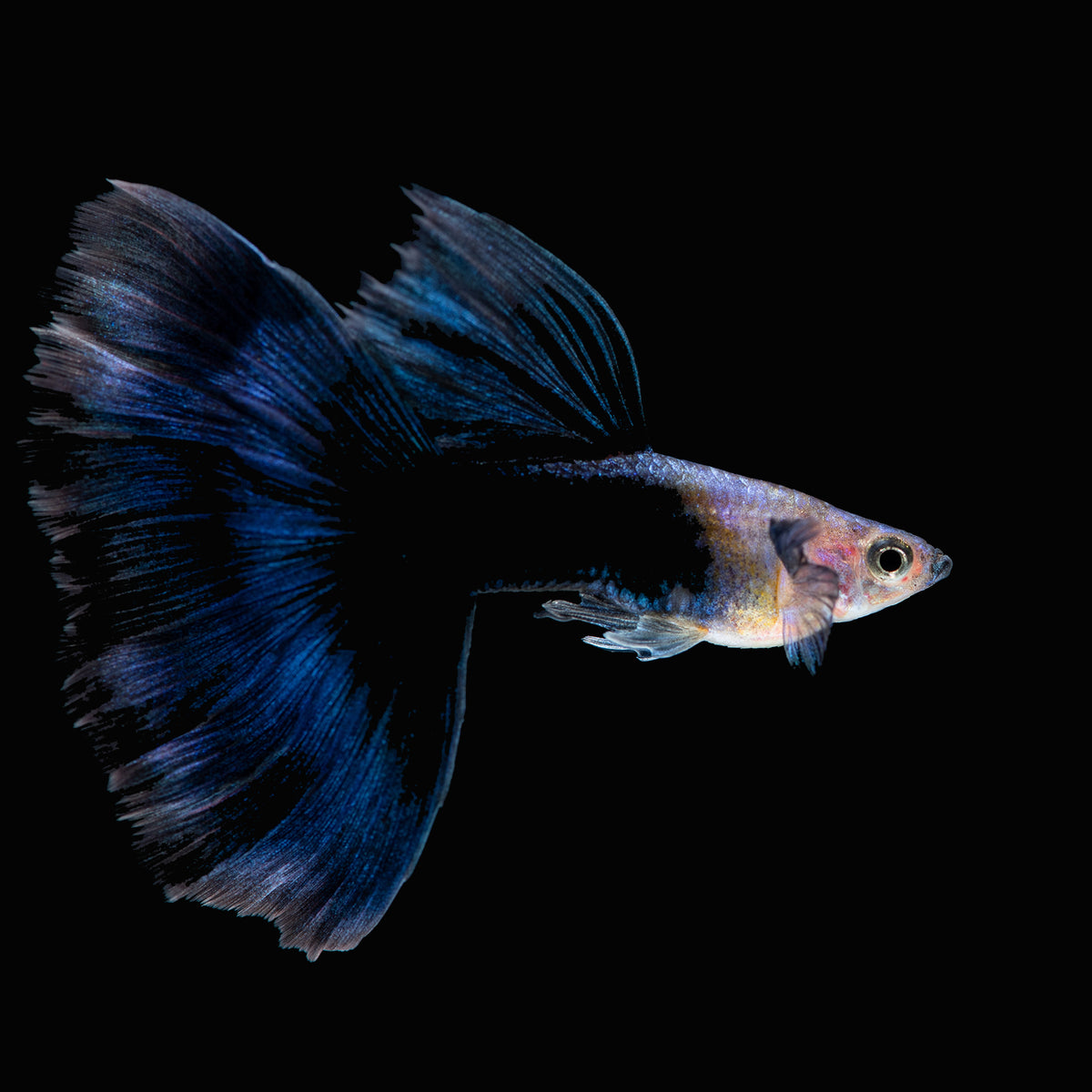 bluish black guppy