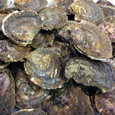 colchester native oysters