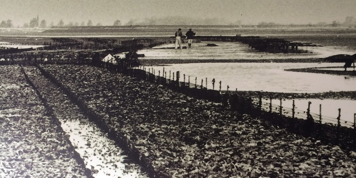 Oyster Beds