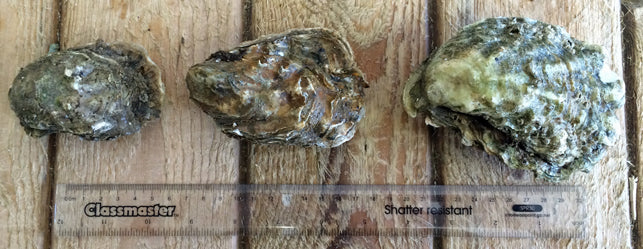 Oyster sizes
