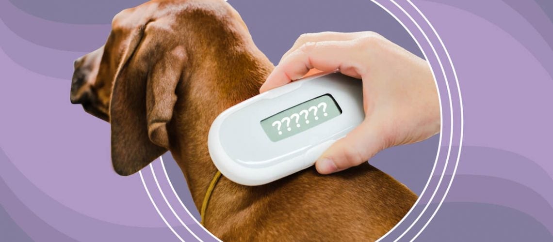 can a dogs microchip come out