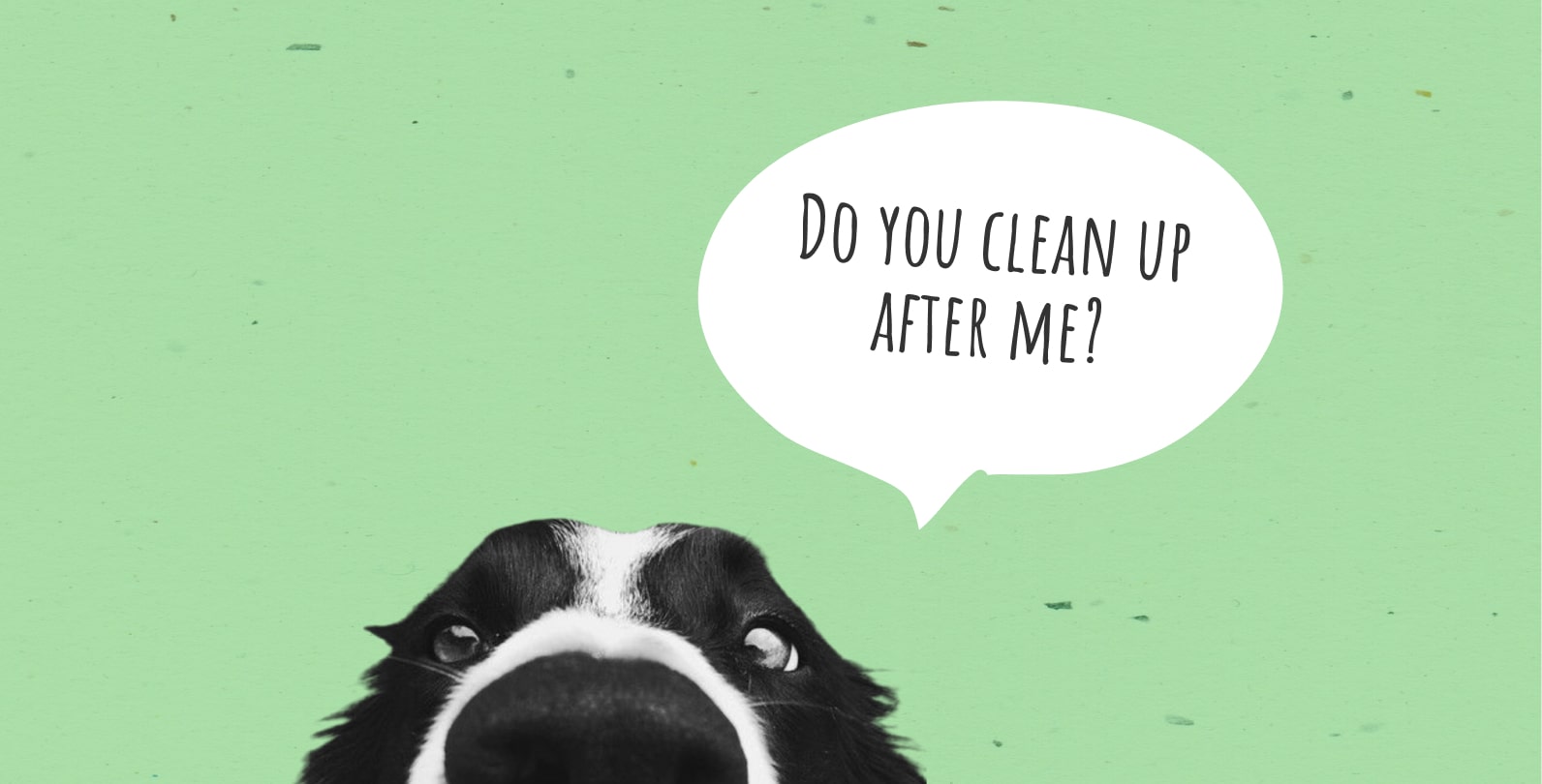 are dogs clean after they poop