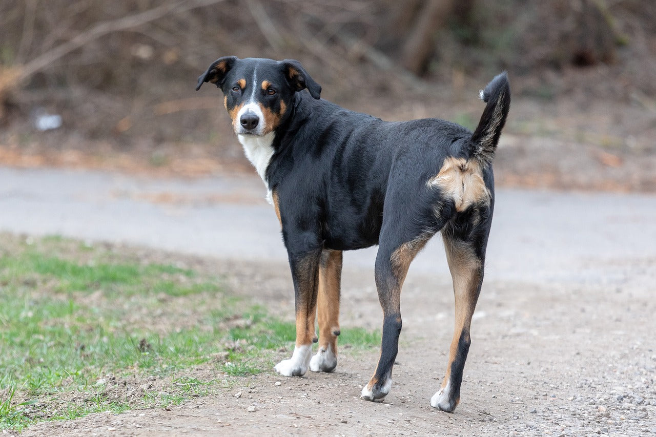 can appenzell mountain dogs live outside