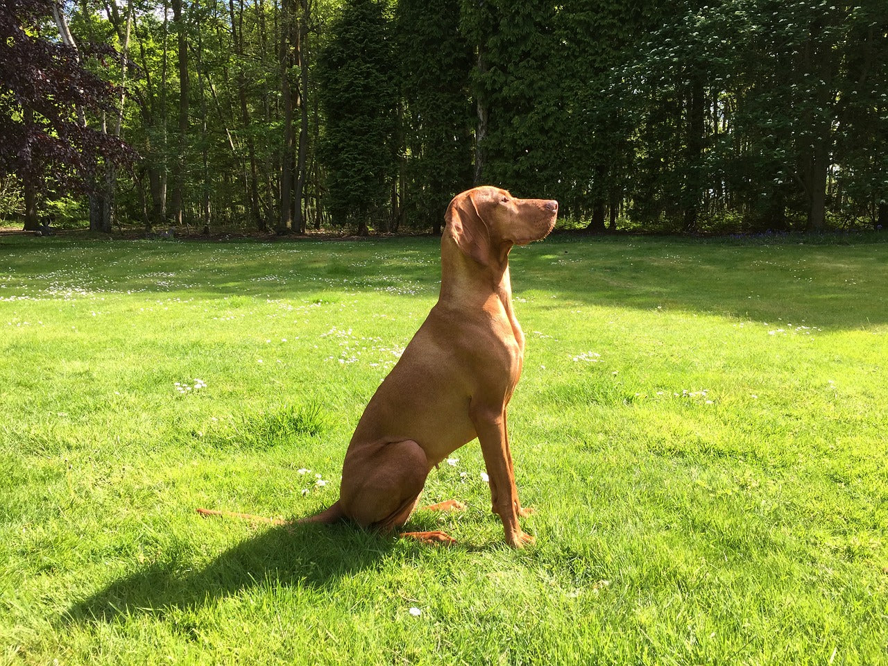 are vizslas stubborn