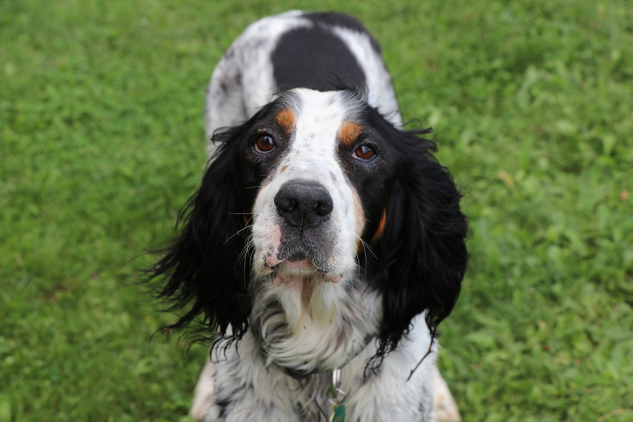 do english setters make good pets