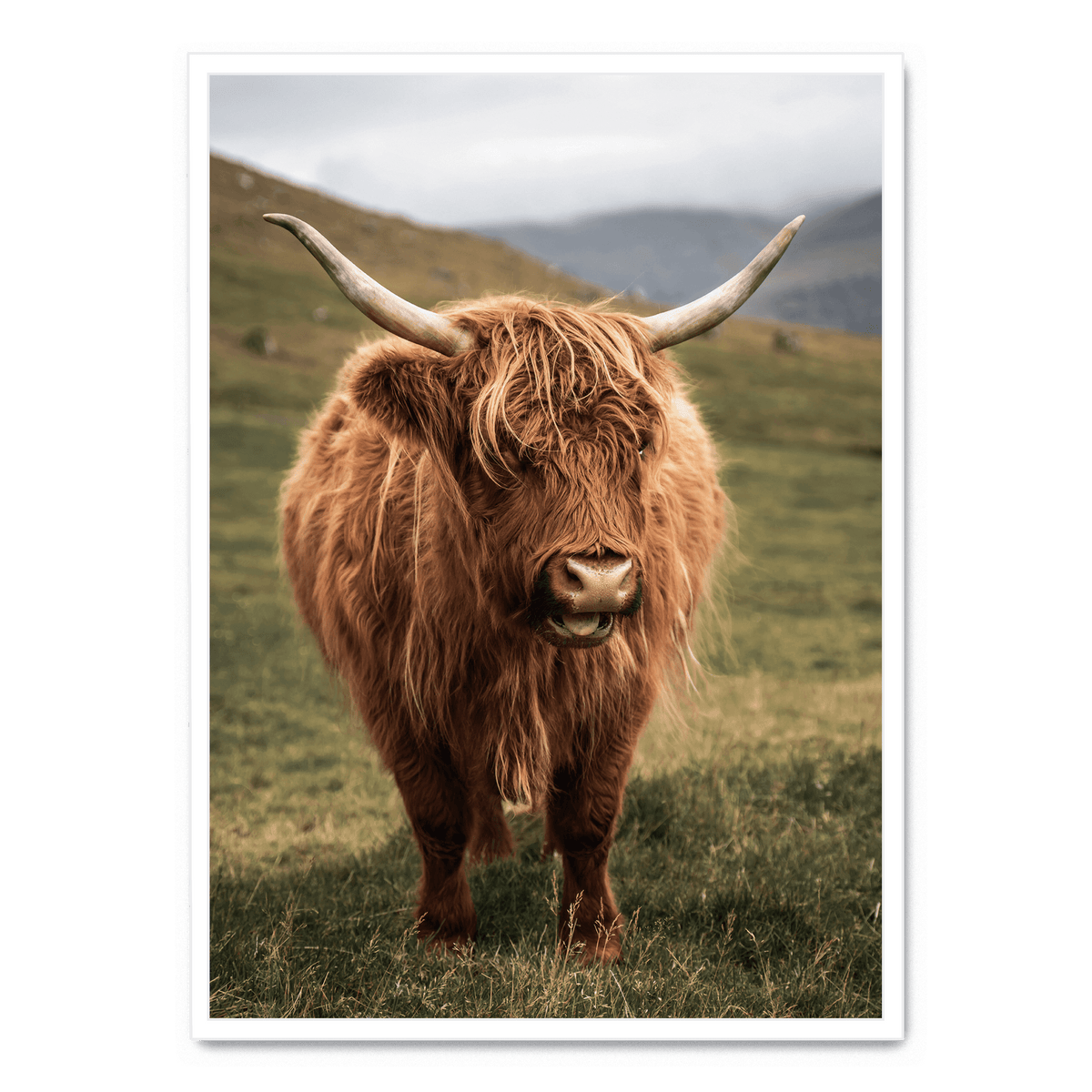 Highland Cattle On Field Plakat Postera.dk