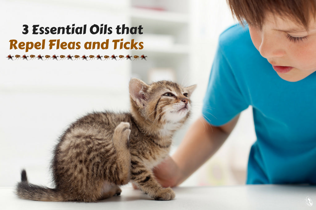 3 Essential Oils That Repel Fleas And Ticks Organic Aromas