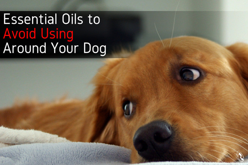 essential oil to keep dogs from chewing