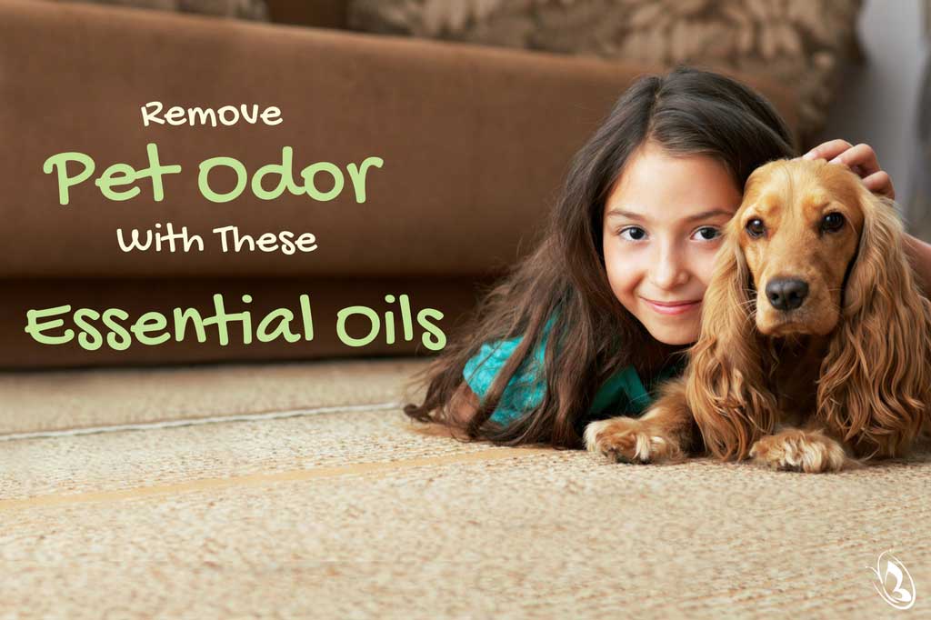 essential oil dog urine repellent