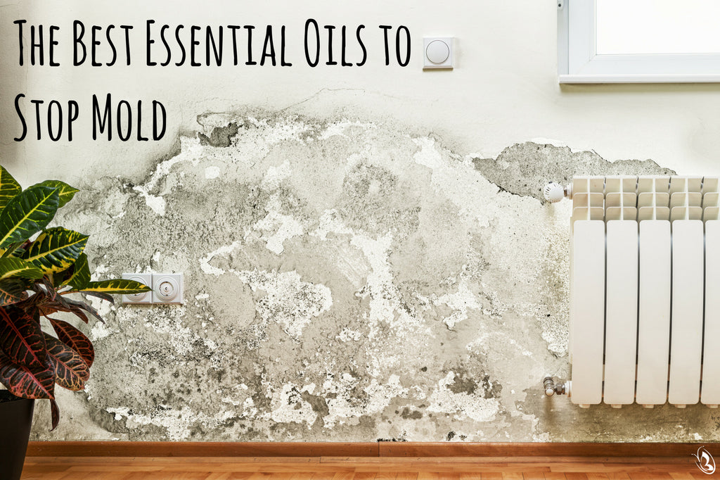 The Best Essential Oils To Stop Mold Organic Aromas