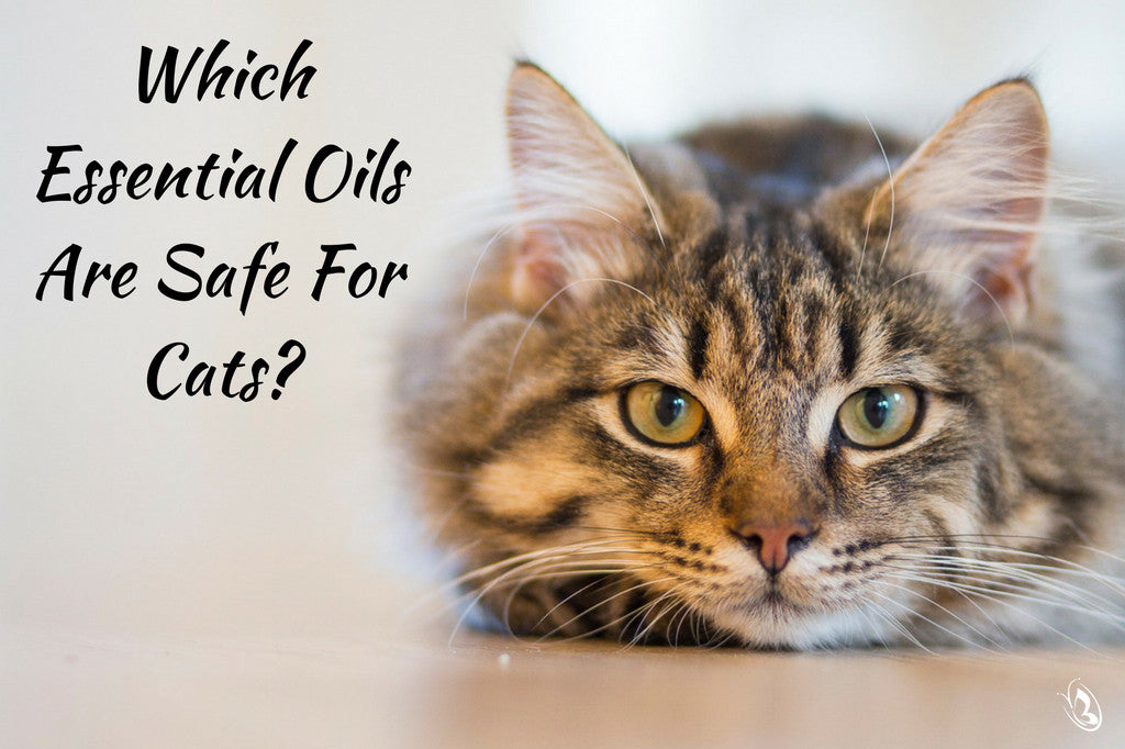 Which Essential Oils Are Safe For Cats Organic Aromas