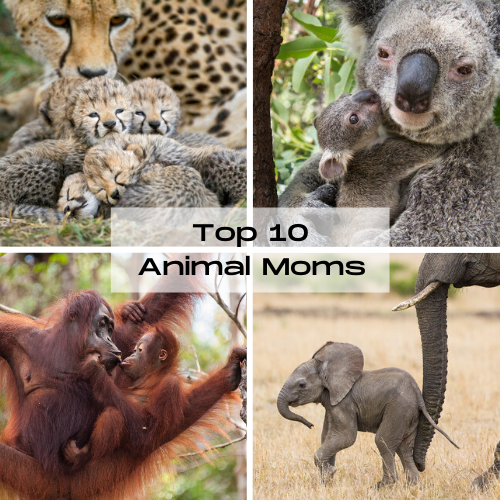 10 Amazing Animal Moms – Baby Animal Prints by Suzi