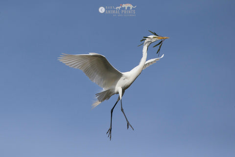 egret