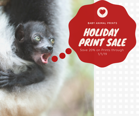 Baby Animal Prints Sale!