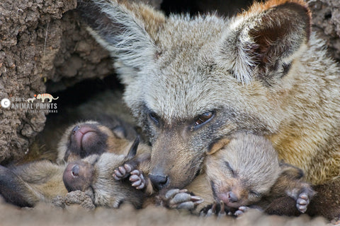 Bat Eared Fox with cubs