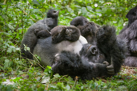 Mountain Gorilla