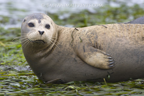 Harbor Seal in Moss Landing