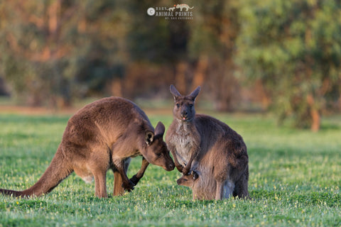kangaroo family