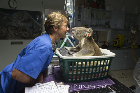 Koala at the animal hospital in a basket