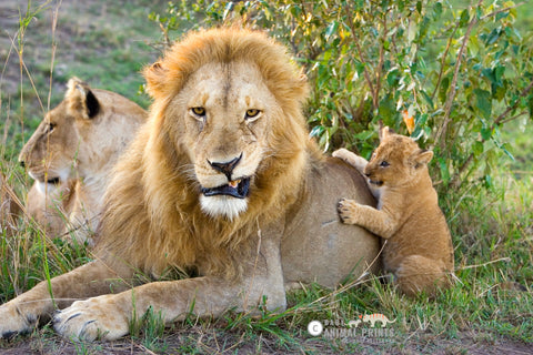 male lion and cub