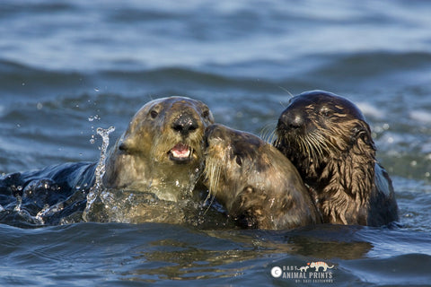 sea otter family