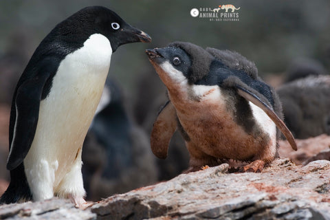 Adelie Penguin