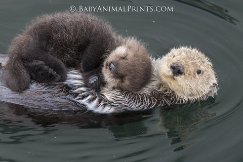 Sea Otter Mother and Baby