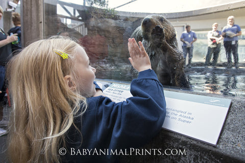 Rescued sea otter at Alaska Sea Life Center