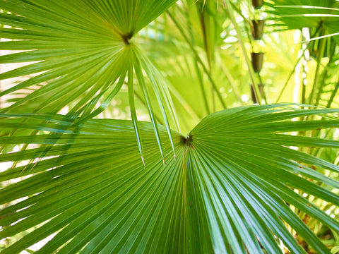 Image of palm leaves