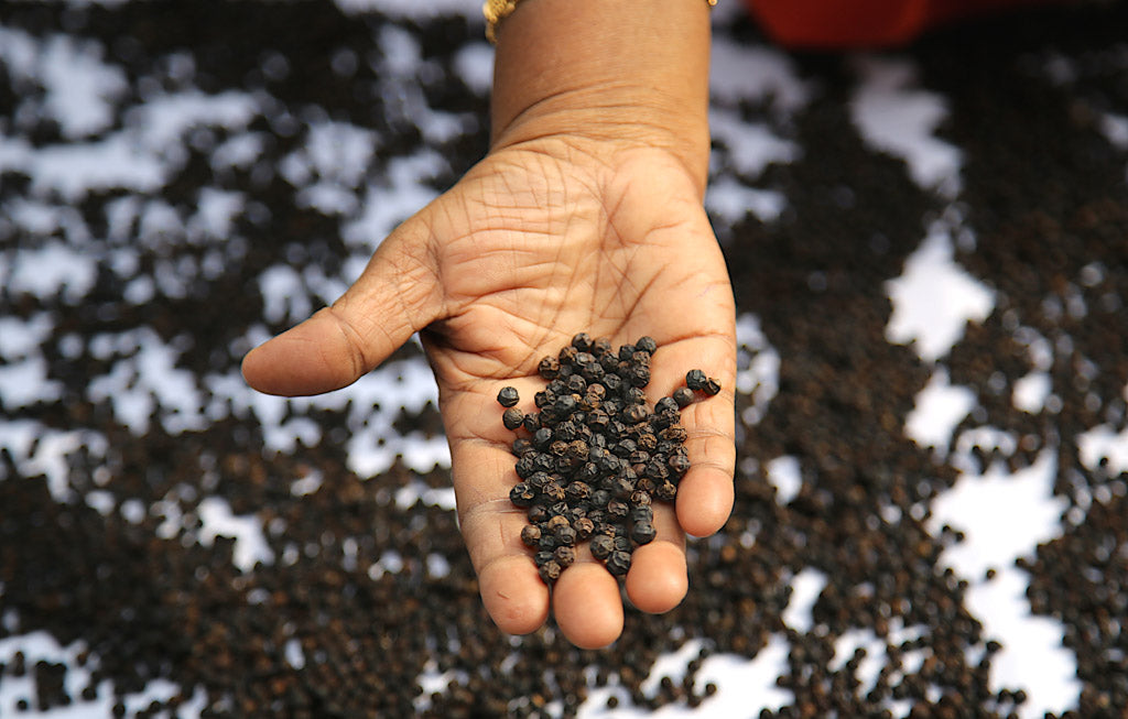 Pepper Harvest