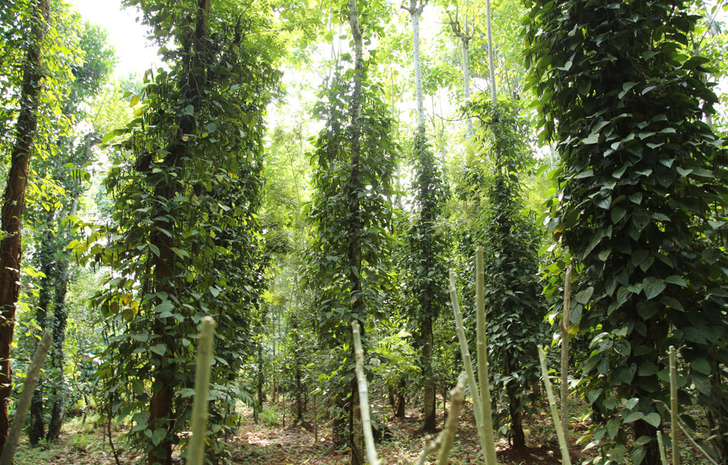 The world's best black pepper plantations in Wayanad India