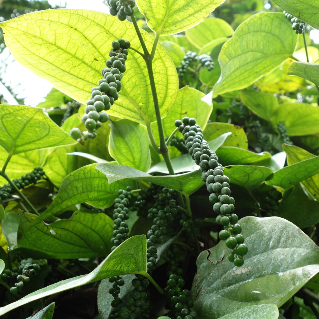 Peppercorn vines in the jungles of Kerala, India