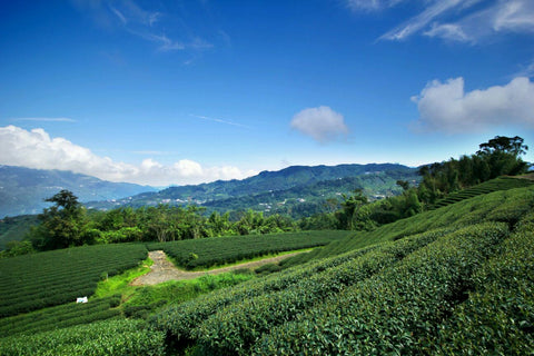 Ruili Village in Taiwan Alishan