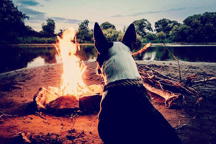 are dogs allowed in national parks in western australia