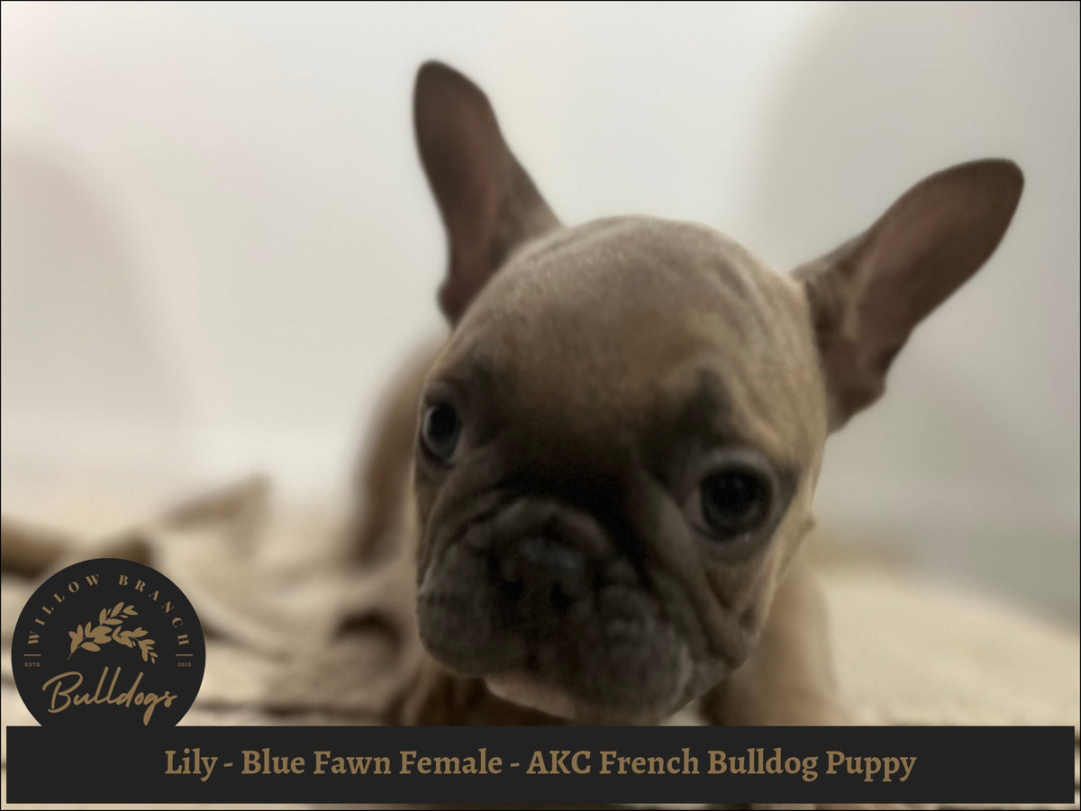 how much is a blue fawn french bulldog