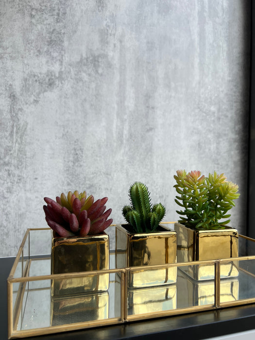 Set of 3 Succulents in Gold Planters
