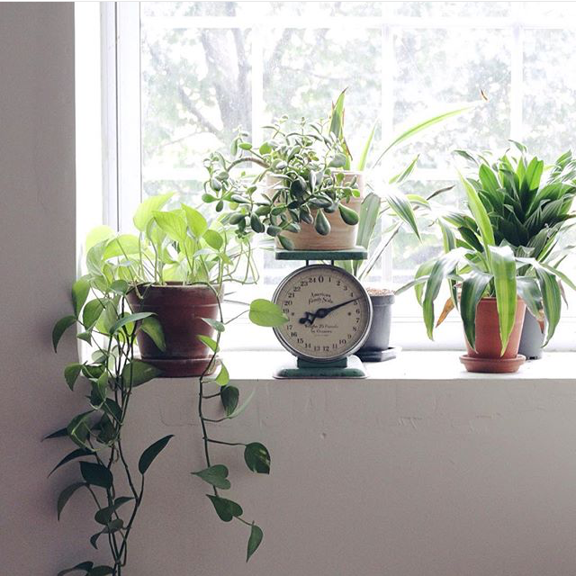 Window ledge filled with plants in my New England based studio